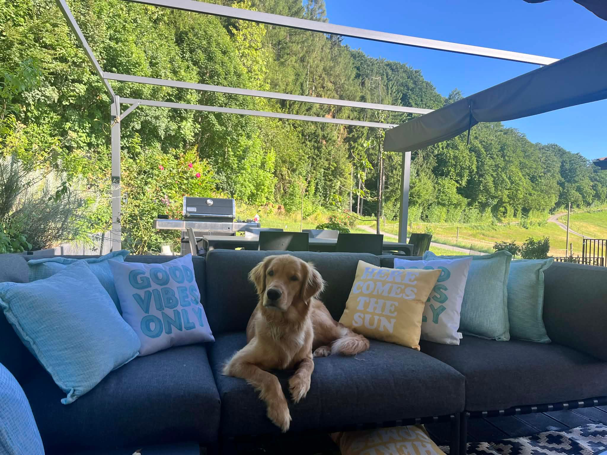 Molly the Golden Retriever relaxing on the sofa